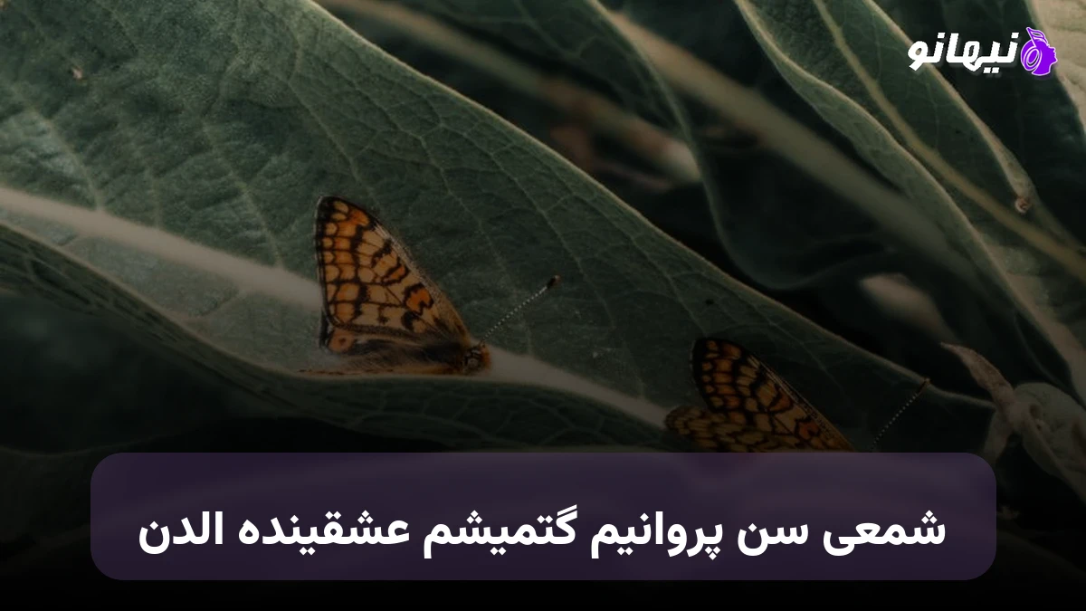 دانلود آهنگ شمعی سن پروانیم گتمیشم عشقینده الدن ترکی